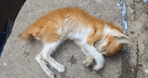 Tafsir Arti Mimpi Kucing Mati Di Kamar Rumah Atau Di Dalam Sumur Dunia Kedutan Tafsir Arti Mimpi Kucing Mati Di Kamar Rumah Atau Di Dalam Sumur Dunia Kedutan