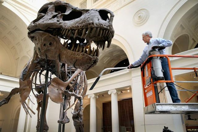 CHICAGO, IL - NOVEMBER 12: Geologist Bill Simpson cleans Sue, a 67-million-year-old Tyrannosaurus Rex on display at the Field Museum on November 12, 2013 in Chicago, Illinois. Sue is the largest, most complete, and best preserved T. Rex ever discovered. Simpson carefully cleans the skeleton twice a year. (Photo by Scott Olson/Getty Images)