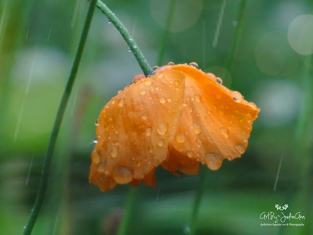 poppy flower with raindrops