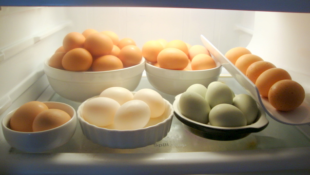 Proper Egg Handling And Storage Fresh Eggs Daily