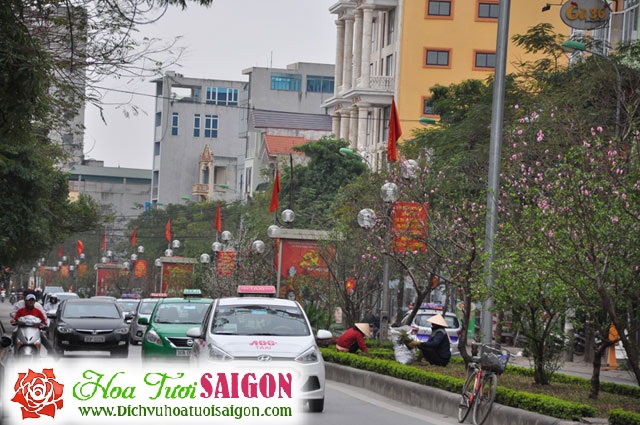 [Image: Ngam-con-duong-hoa-dao-ruc-sac-giua-long-Ha-Noi-2.jpg]