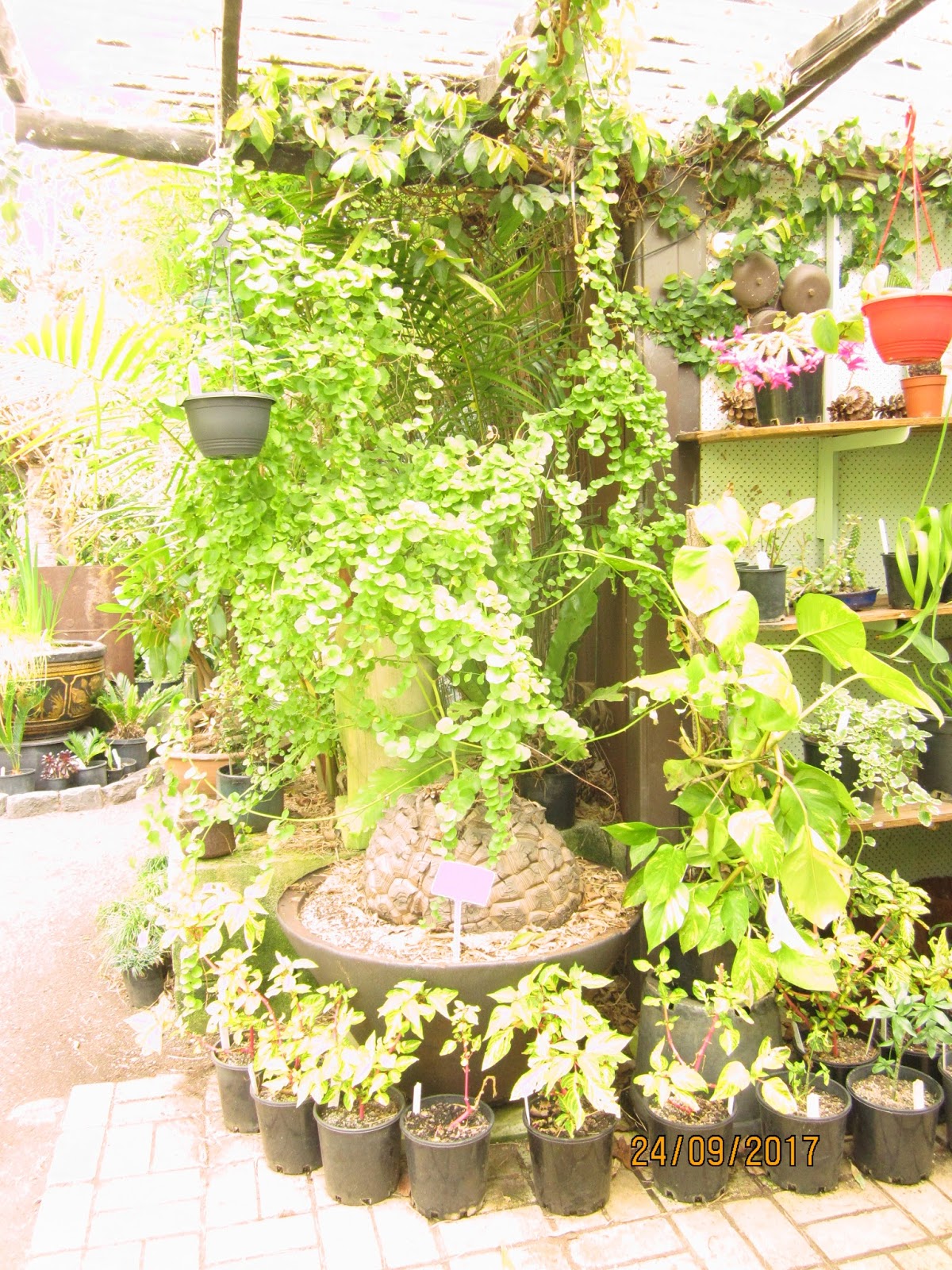 The Niche Nursery Ballarat & Melbourne