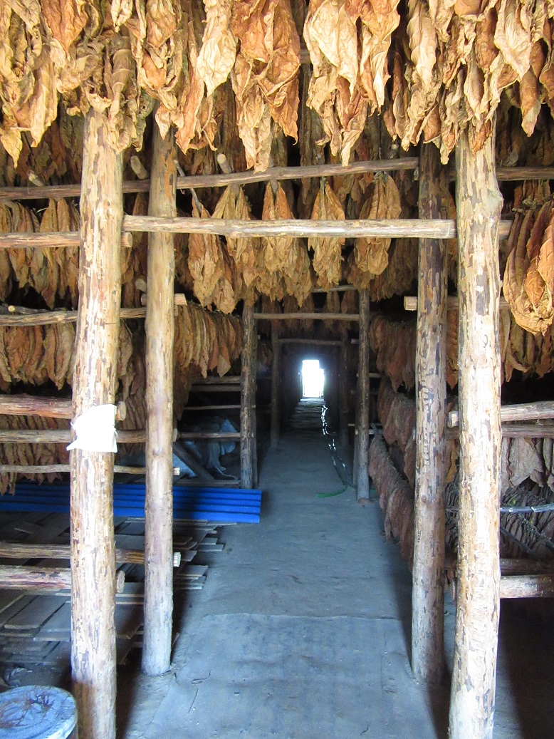 Cuban Cigars, Culture & Lifestyle Hector Luis Prieto Tobacco