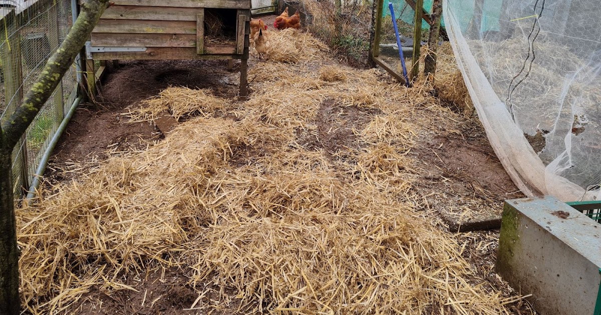 An English Homestead Straw For The Chickens
