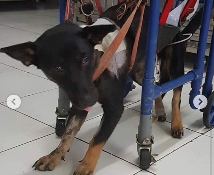 Alamak! Nekat Tembak Anjing, Pak RT di Bekasi Terancam Pidana