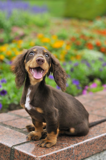 Dachshund