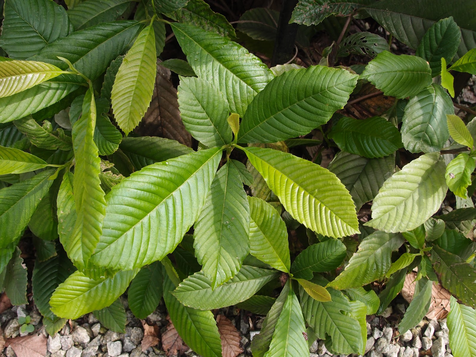 LI NA HERBS: AKAR MEMPELAS (TETRACERA SCANDENS)