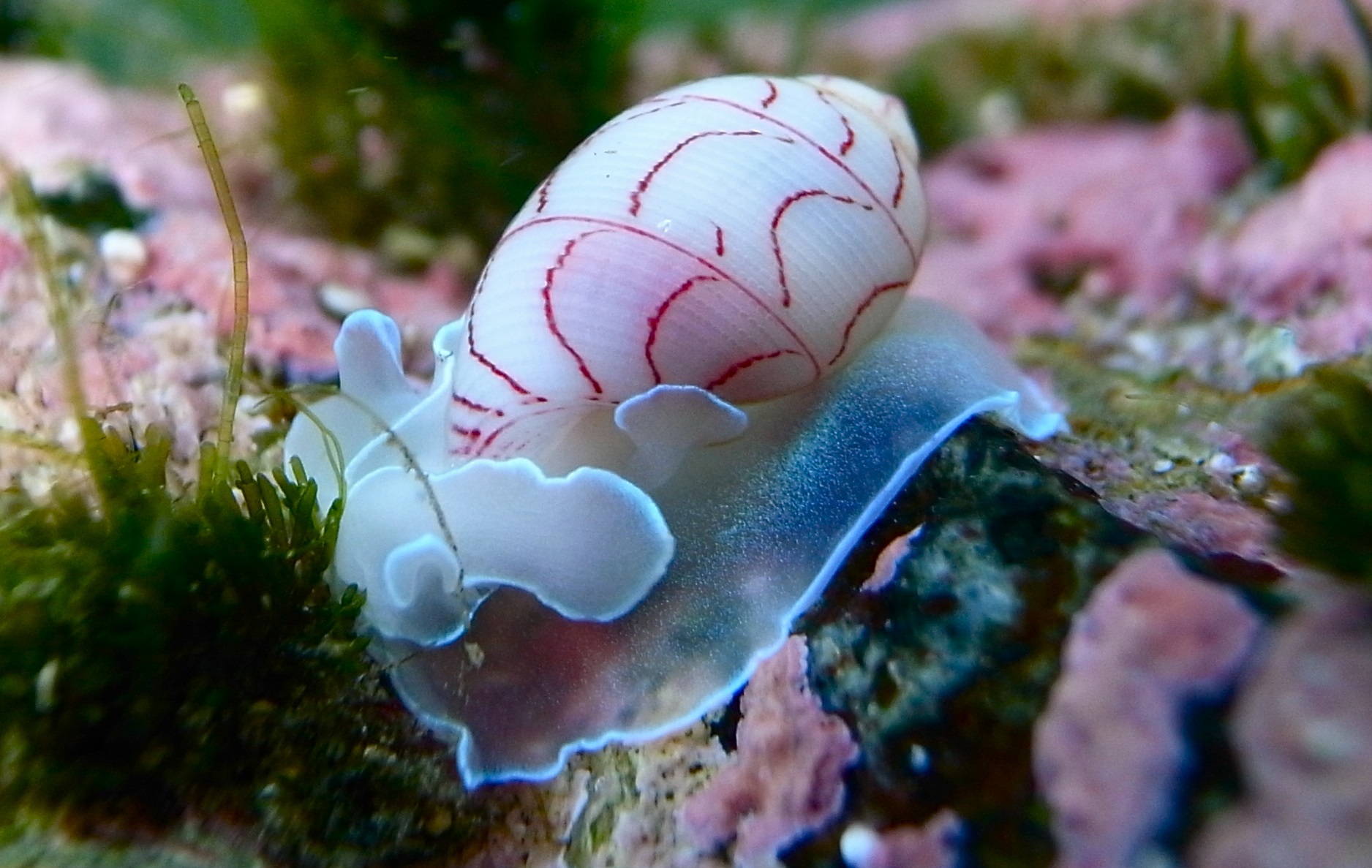 Where do Bubble snails live? What do bubble snails eat?