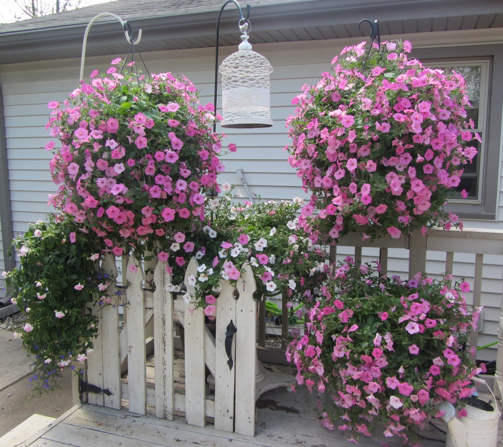 cottage garden hanging basket plants inflightshutdown