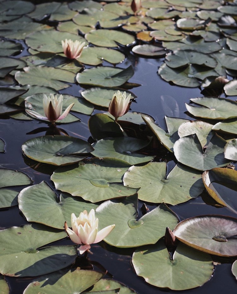 From Instagram | English Country Life with @irenemylife