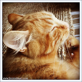 50 Shades of Ginger on The Sunday Selfies @BionicBasil® Ginger Cat Appreciation Day - Fudge