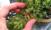 how to revive a bonsai tree brown leaves, bonsai tree brown needles, how to revive a juniper bonsai tree, juniper bonsai dry brittle, overwatered bonsai tree, what type of bonsai tree do i have, dead juniper bonsai, juniper bonsai turning yellow