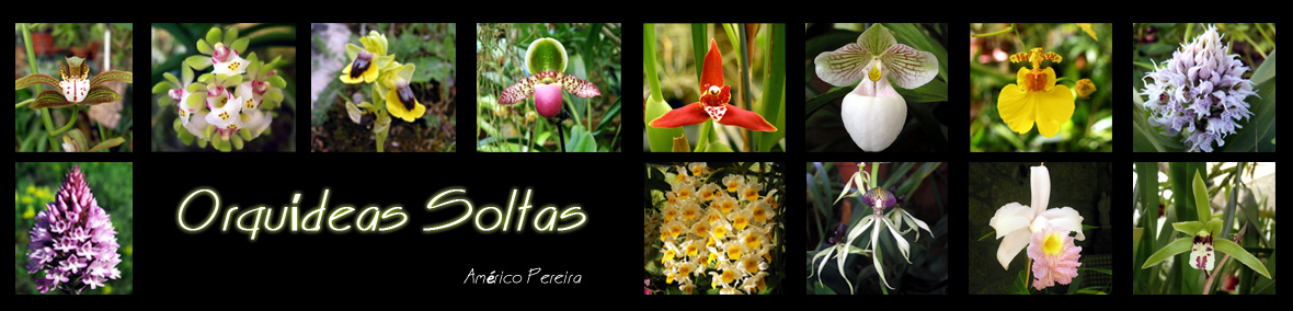 Orquídeas soltas