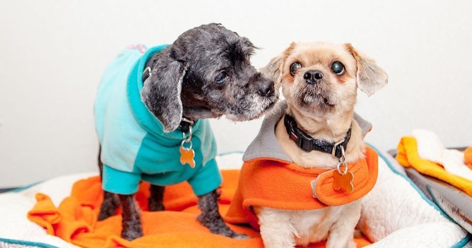 The Kennel Club NEW YORK CITY PET ADOPTIONS ON THE RISE AMID