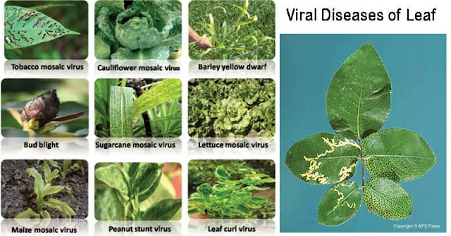 Virus disease