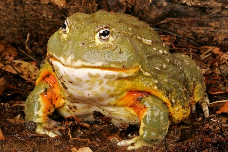 Pixie frog, African bullfrog, Pyxicephalus edulis Amphibian