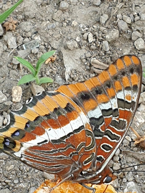 BORBOLETA-ZEBRA - Iphiclides feisthamelli