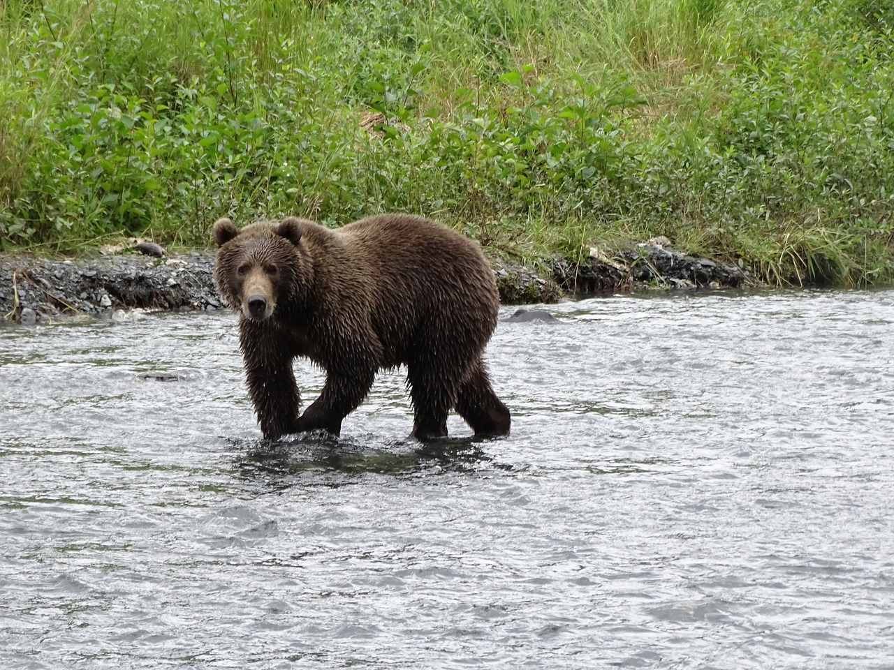 Kodiak bear vs polar bear fight who will win?