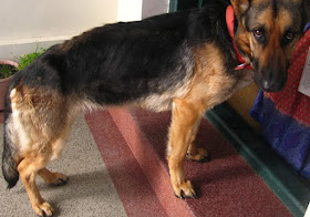 vit b12 for dogs