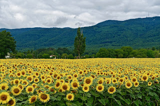 organic food production and supply business in Tripura by powerlinekey.com