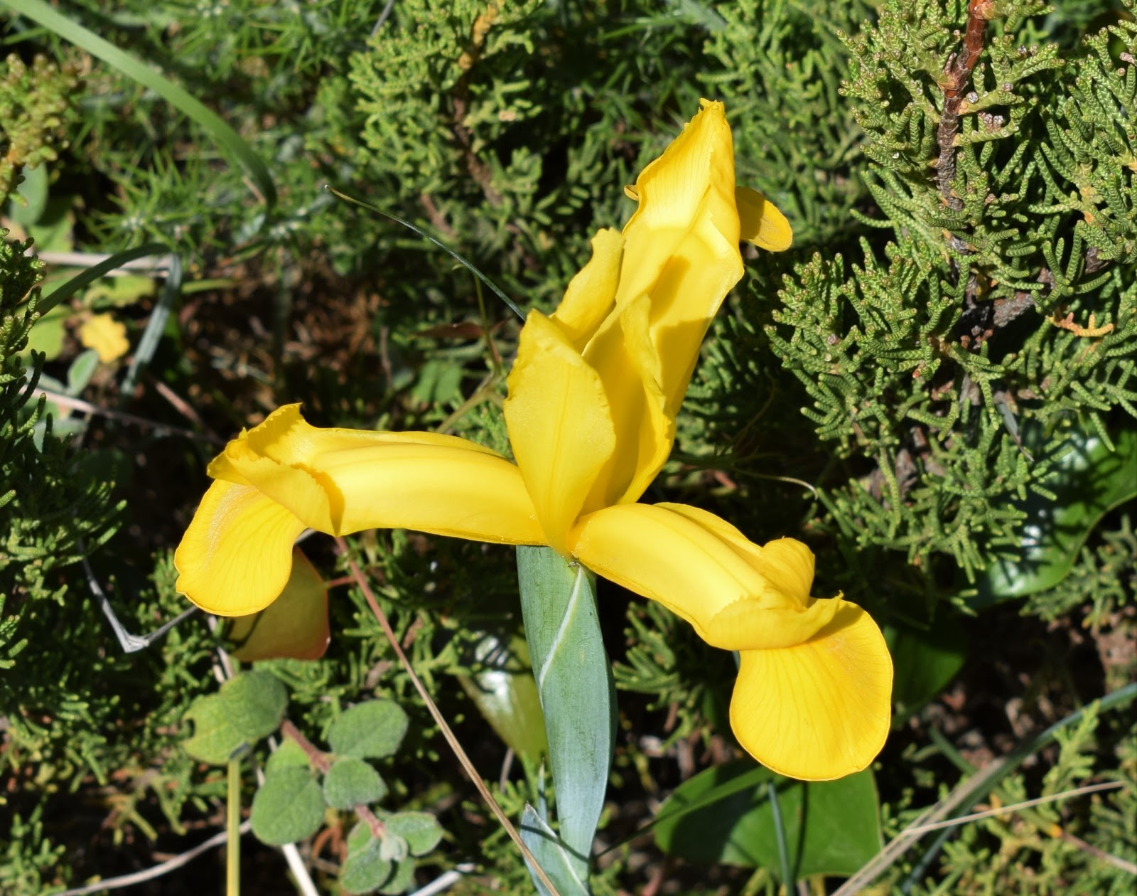 Plantas: Beleza e Diversidade: Lírio-amarelo-dos-montes (Iris xiphium var.  lusitanica)