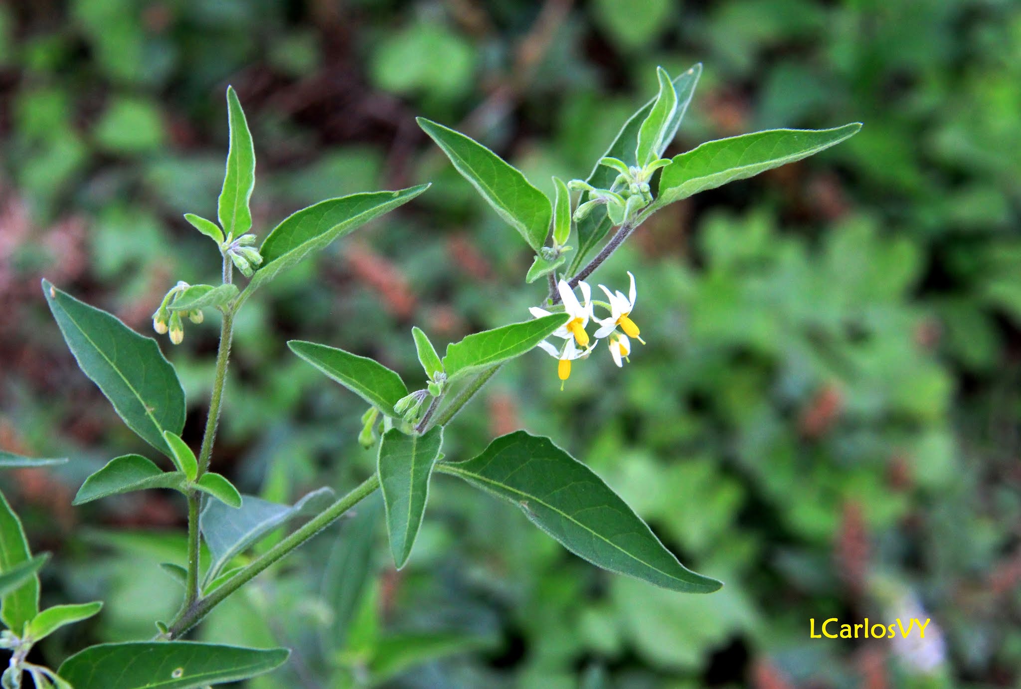 Plantas silvestres de Asturias Hierba mora, Tomatillo del diablo