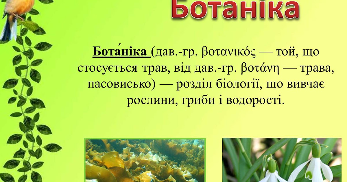 ЦІКАВА БІОЛОГІЯ: БОТАНІКА (біологія рослин)