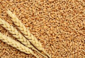 WHEAT HARVESTING ACROSS THE COUNTRY CONTINUES BRISKLY AMIDST THE LOCKDOWN