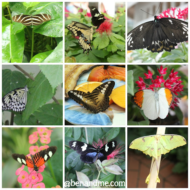 Z is for Zebra Wing (and other beautiful butterflies) - Ben and Me
