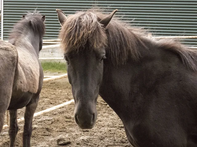 Self-drive around Iceland's Golden Circle: Icelandic Horses at Friðheimar