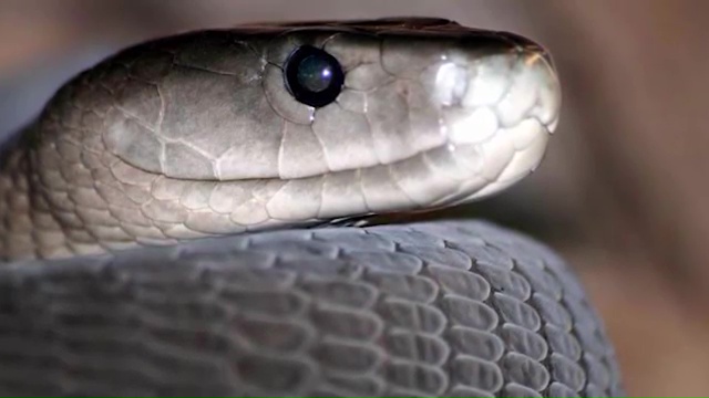 10 MOST VENOMOUS SNAKES ON EARTH 5. Black Mamba, most venomous snake, most poisonous snake, top ten venomous snake, top ten poisonous snake