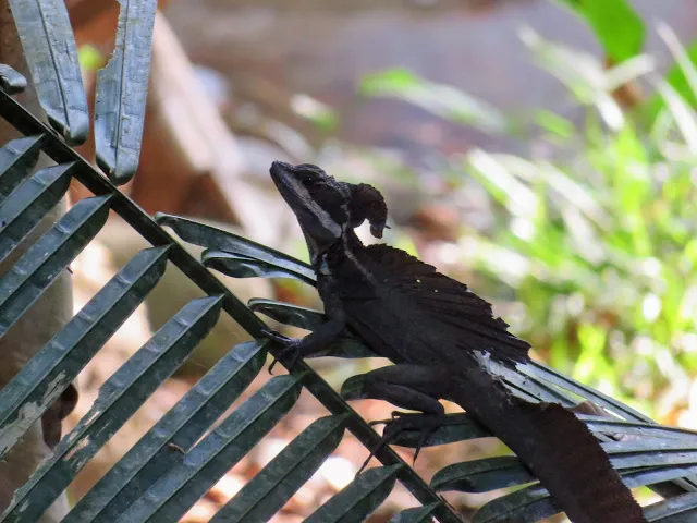 Costa Rica Wildlife: Jesus Christ Lizard in Manuel Antonio National Park