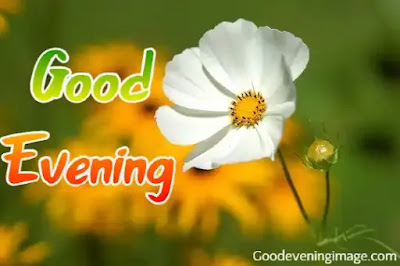 Good Evening Flower Images Good Evening Flower Images