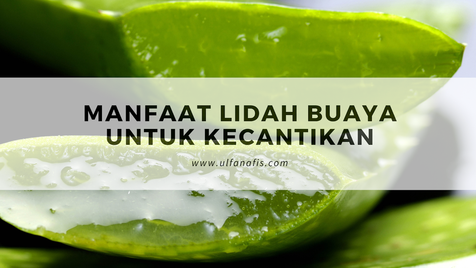 Manfaat lidah buaya untuk kecantikan