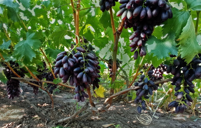 сорт винограда яся