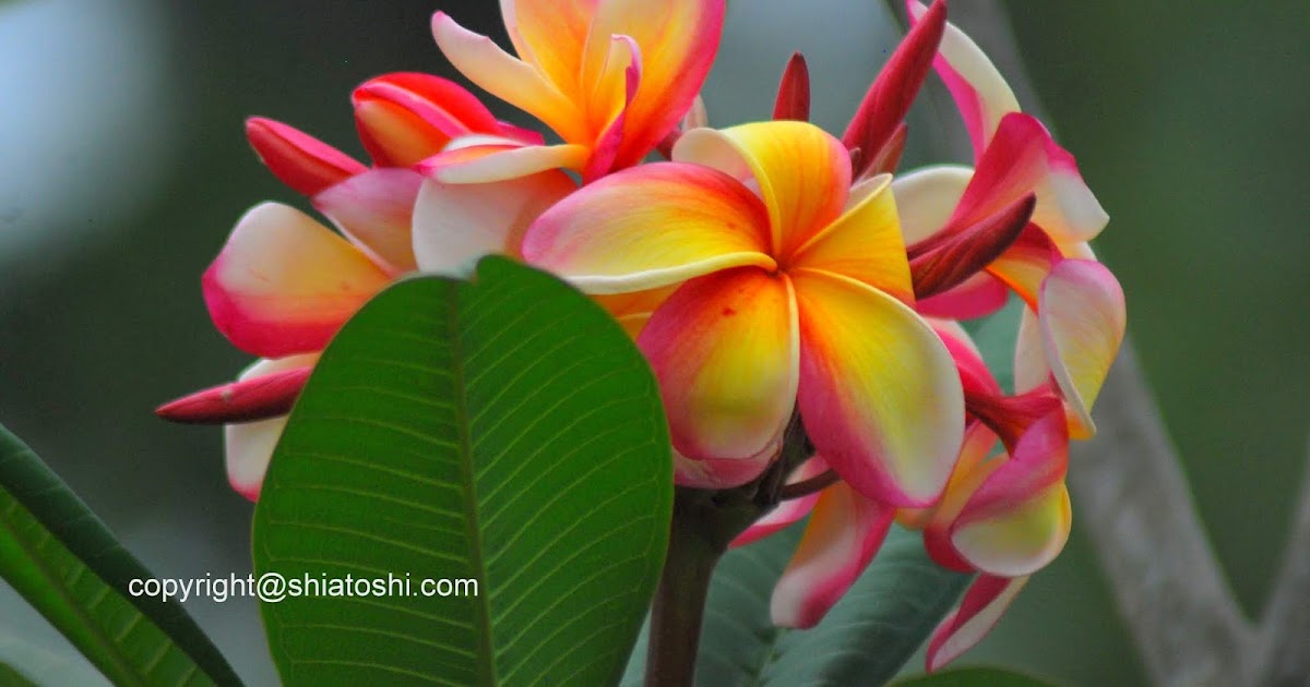 shiatoshi Plumeria Flower Seeds Germination