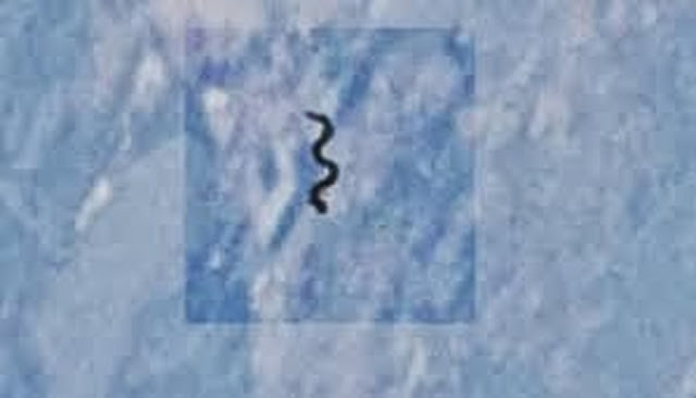 ΕΡΠΕΤΟΕΙΔΕΣ στην ΑΤΜΟΣΦΑΙΡΑ, σε ΦΩΤΟ της NASA (video)  