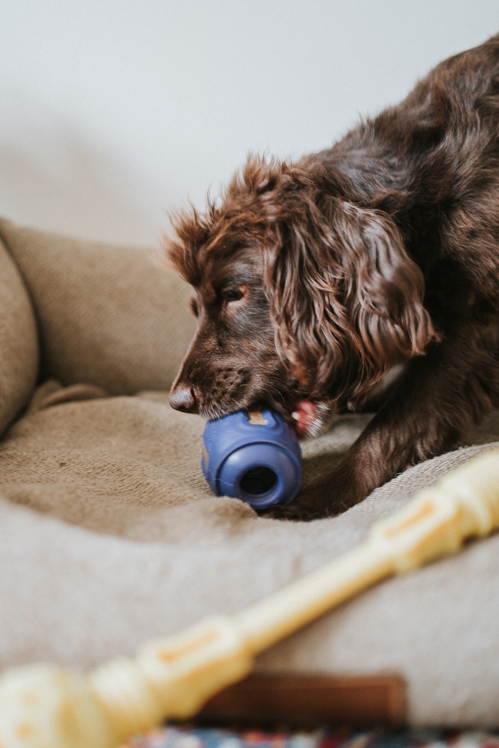 K9 Connectables, Interactive Toys for Dogs