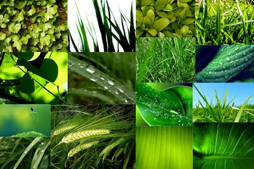 Vegetación - Imágenes verdes - 15 fotos de la naturaleza
