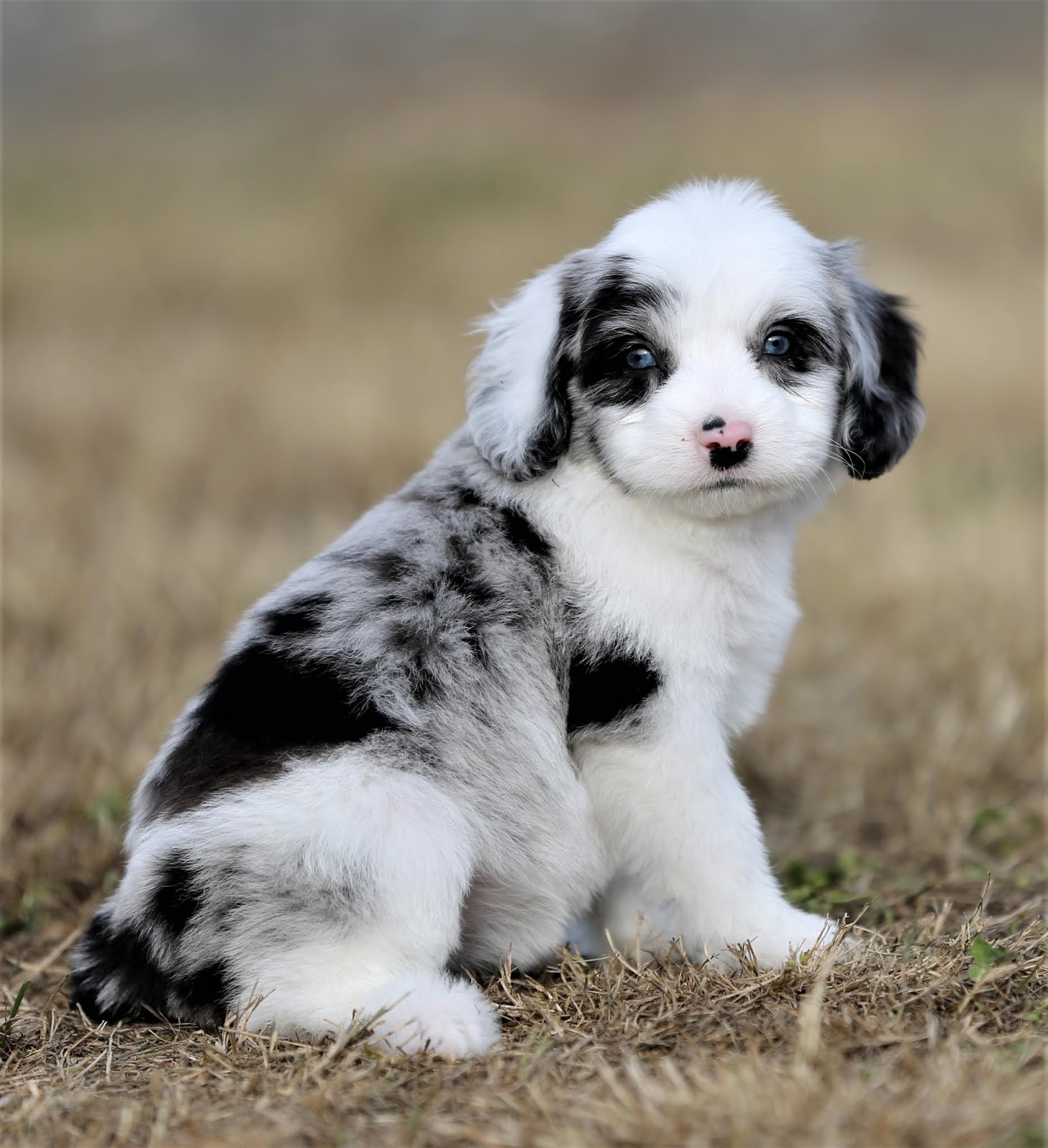 aussiedoodles-coco-s-puppies-puppies-pets-animals