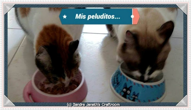 Gatos, Menchis, Coco