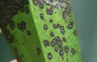 Cara Pemakaian Dan Dosis Fungisida Untuk Anggrek Kliktani Com