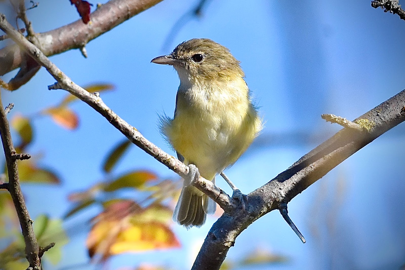 BC Rare Bird Alert RBA BELL’S VIREO in Saanich Sept 621st