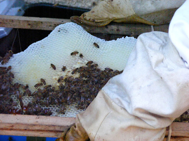 Arranging a feral honey bee comb on a frame during a rescue operation, Indre et Loire, France. Photo by Loire Valley Time Travel. Arranging a feral honey bee comb on a frame during a rescue operation, Indre et Loire, France. Photo by Loire Valley Time Travel.