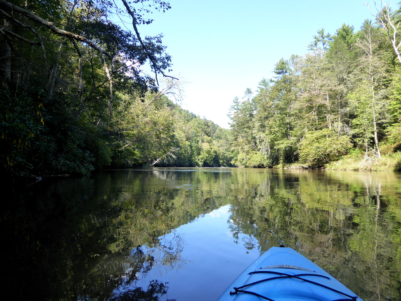 The Enchanted Tree Kayaking on Big Reed Island Creek