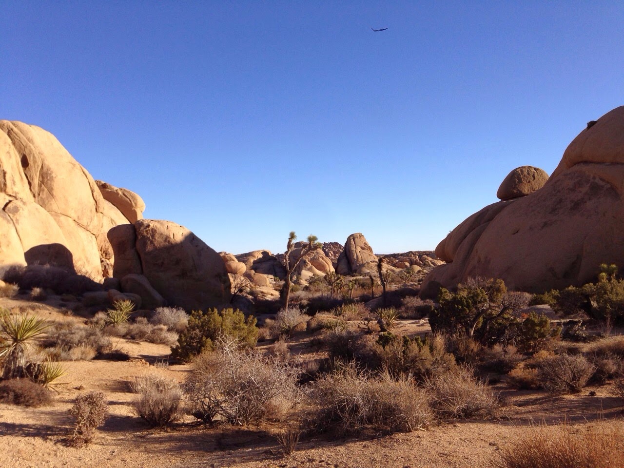 Tanny Chang Christmas in Joshua Tree