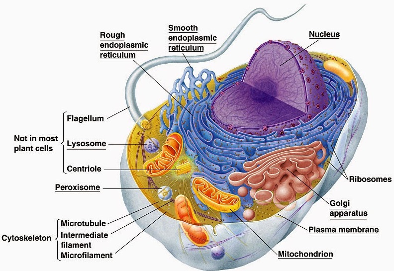 Deloitte millennial survey picture