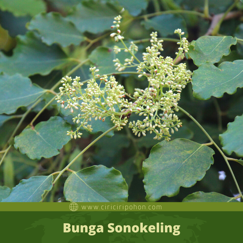 Ciri Ciri Pohon Sonokeling (Dalbergia latifolia) Di Alam Liar -  Ciriciripohon.com