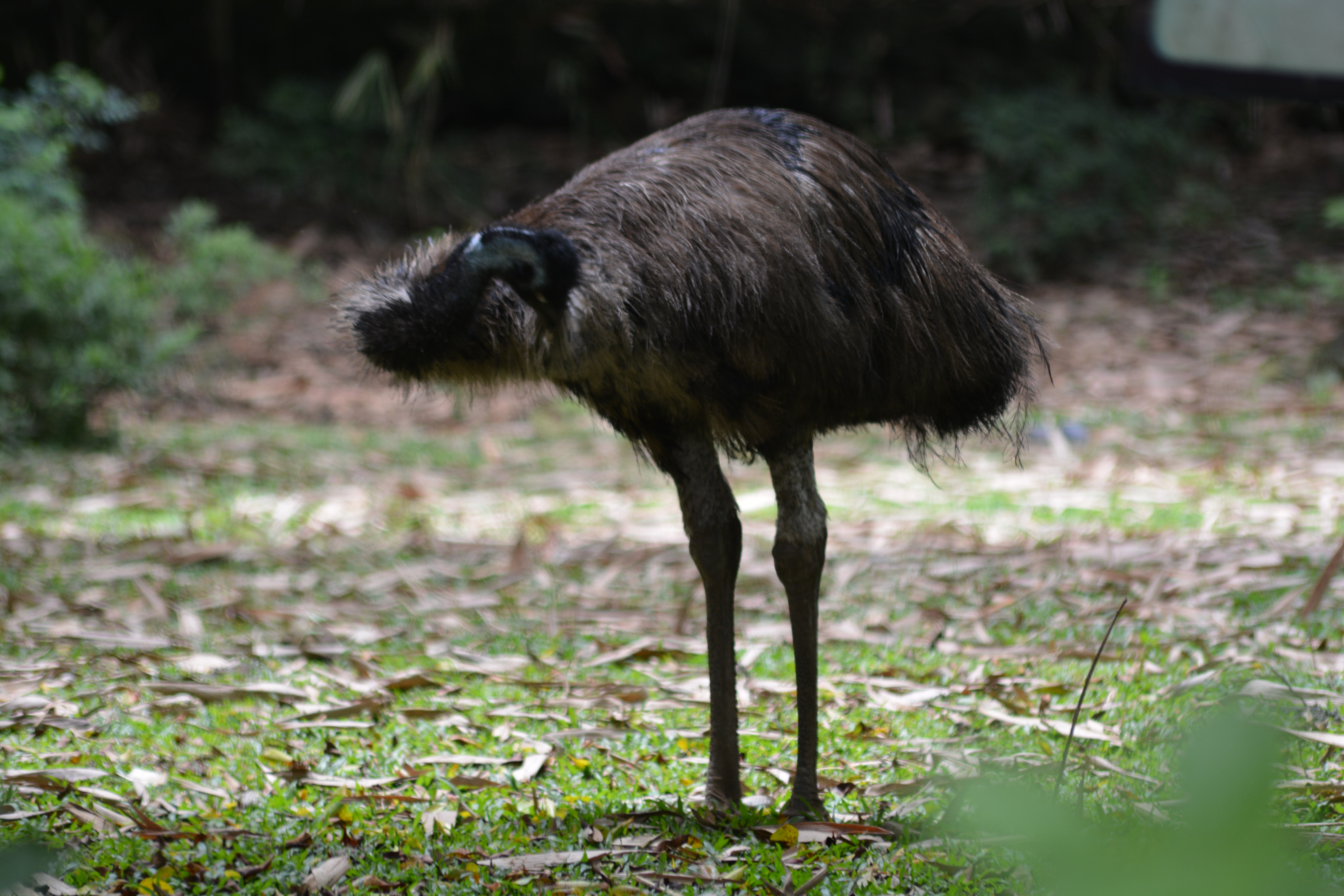 Emu Dromaius Novaehollandiae Burung Besar Mirip Kerabatnya Burung Unta Planter And Forester