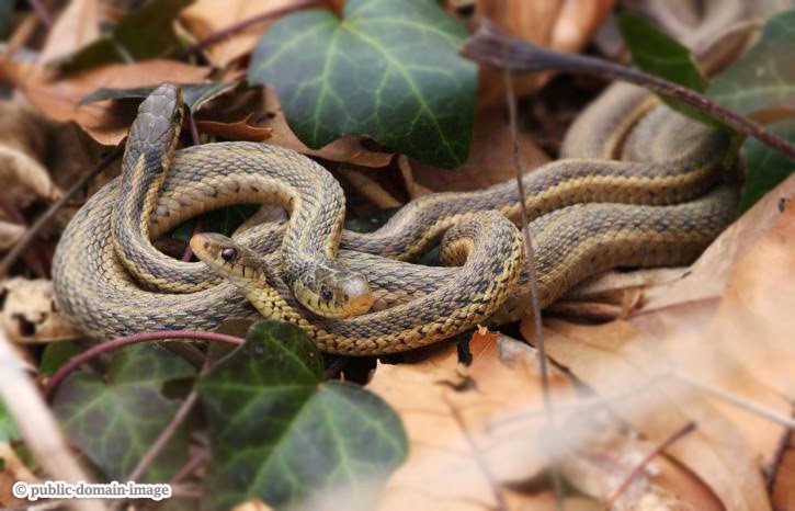 Venomous Snake - paralyses the nerves and can make the blood to clot to paralyze its victim